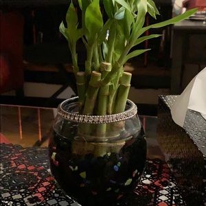 Meet your Posher, Mia